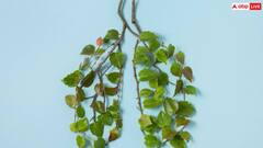 इस खतरनाक बीमारी के कारण हुई थी मनमोहन सिंह की मौत, जानें कारण और लक्षण