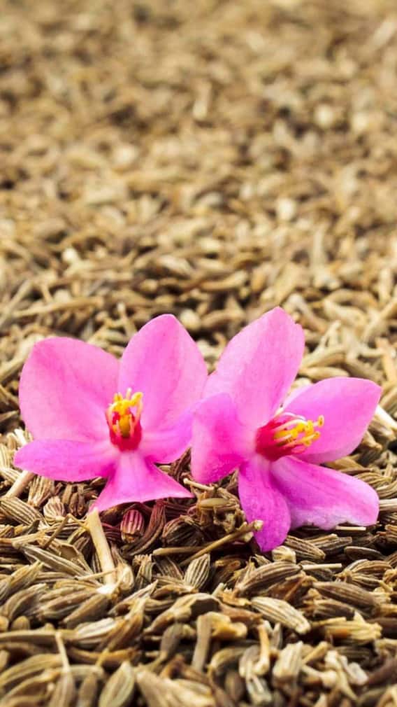 సింగినాదం జీలకర్ర అంటే ఏంటి!