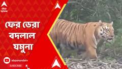 Tiger Fear: ফের ডেরা বদলাল যমুনা, নাজেহাল বন দফতর। ABP Ananda Live