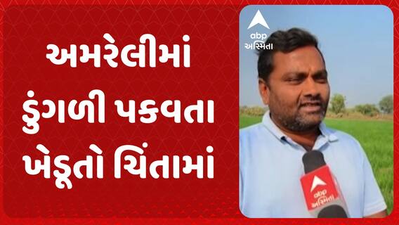 Amreli Farmer : અમરેલીમાં ડુંગળી પકવતા ખેડૂતો ચિંતામાં . ભાવમાં ઘટાડો થતા ખેડૂતો મુકાયા મુશ્કેલીમાં