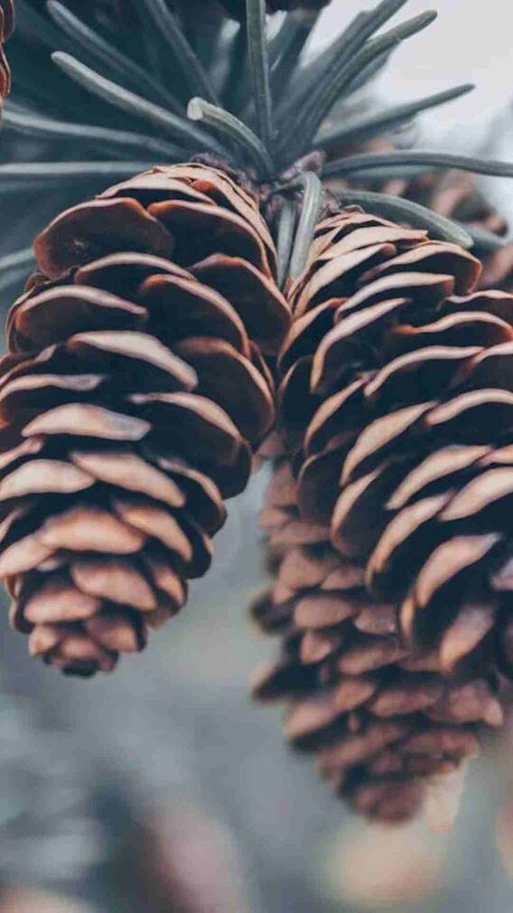 गमले में कैसे उगा सकते हैं चिलगोजा?