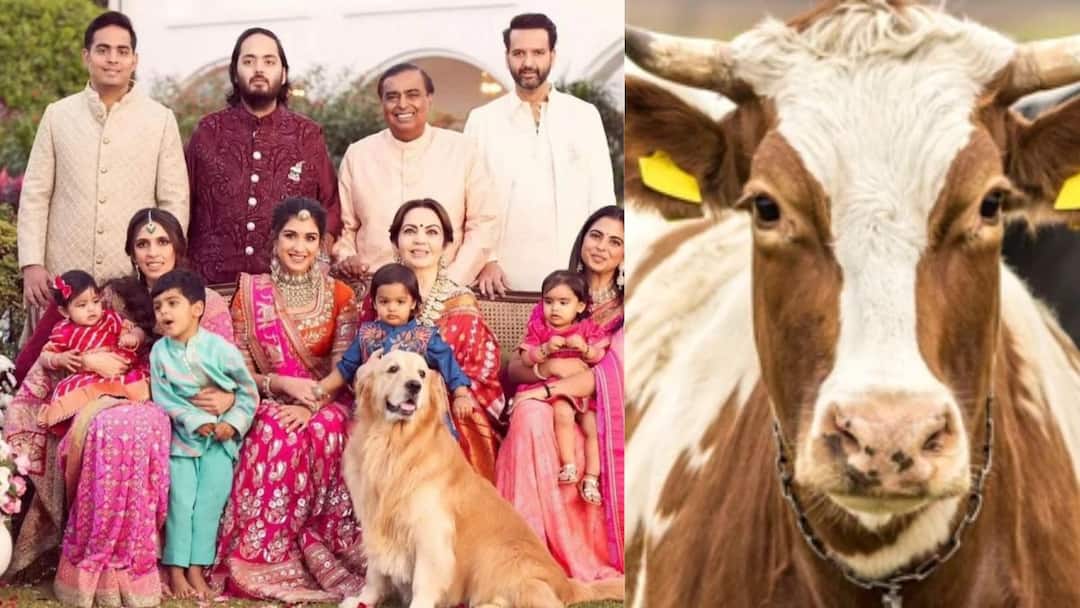 Mukesh Ambani nita Ambani consume milk of dutch holstein friesian which cow drinks RO water என்னது மாடு மெத்தையிலதான் தூங்குமா...அம்பானி வீட்டுக்கு பால் கொடுக்கும் மாட்டில் என்ன ஸ்பெஷல்?