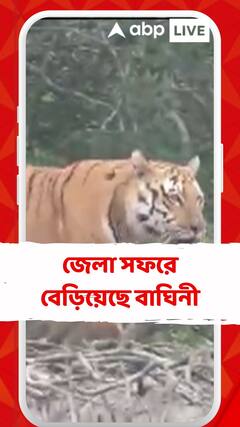 জেলা সফরে বেড়িয়েছে বাঘিনী, পুরুলিয়া পেরিয়ে এবার বাঁকুড়ায়