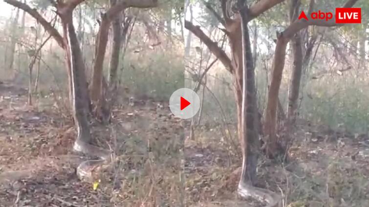 Viral Python You will be shocked to see a dangerous python climbing a tree एनाकोंडा नहीं ये अजगर है, पेड़ पर चढ़ रहे इस आदमखोर दरिंदे को देख थम जाएंगी सांसे, वीडियो हो रहा वायरल