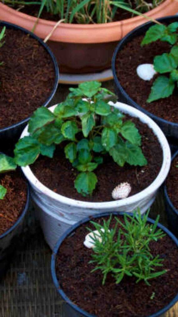 गमले में कैसे उगा सकते हैं काला चना?