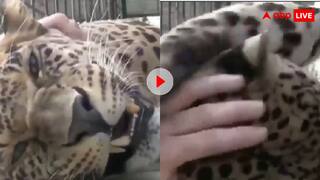 पिंजरे में बंद तेंदुए को बिल्ली की तरह सहला रहा था शख्स, अचानक....होश उड़ा देगा वीडियो