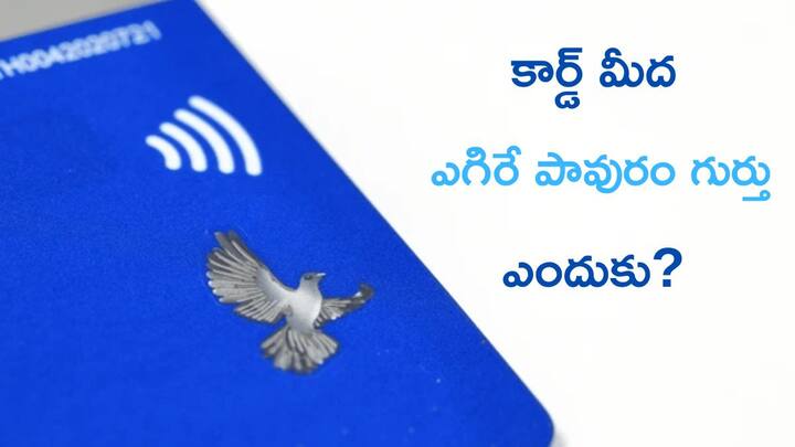 what is the meaning of flying dove or flying pigeon on debit card atm credit card Flying Pigeon Hologram: ఏటీఎం కార్డ్‌, క్రెడిట్‌ కార్డ్‌పై ఎగిరే పావురం గుర్తు - ఏంటి దీని అర్ధం?