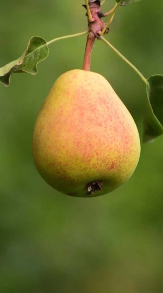 పియర్స్ రోజూ తింటే కలిగే హెల్త్ బెనిఫిట్స్ ఇవే