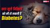 क्या कुत्ते-बिल्लियों को भी हो सकती है डायबिटीज, कैसे लगा सकते हैं इसका पता?