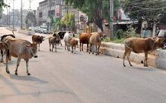 Surat: રખડતા ઢોરના કારણે વધુ એક નિર્દોષે જીવ ગુમાવ્યો, ઓલપાડમાં સહકારી આગેવાનનું મોત 