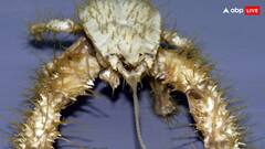 ये समुद्री जीव अपने हाथों से बनाते हैं अपना खाना, इन खास जगहों पर बनाते हैं अपना घर