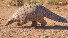 इस जानवर की होती है सबसे ज्यादा तस्करी, दवाई बनाने में किया जाता है इस्तेमाल