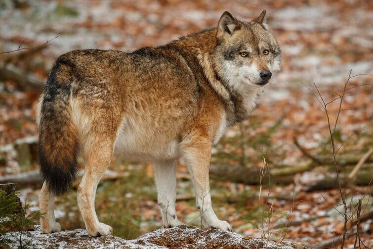 wolf population Increase in Gujarat, 222 wolves recorded in 13 districts, highest in Bhavnagar ગુજરાતમાં વરુની વસ્તીમાં વધારો: ૧૩ જિલ્લામાં અંદાજે ૨૨૨ વરુ નોંધાયા, ભાવનગરમાં સૌથી વધુ