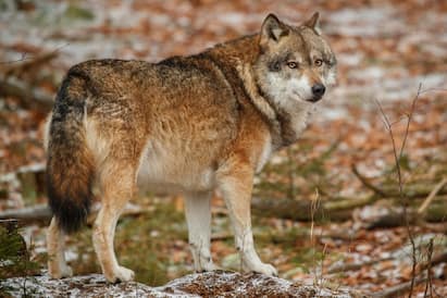 wolf population Increase in Gujarat, 222 wolves recorded in 13 districts, highest in Bhavnagar ગુજરાતમાં વરુની વસ્તીમાં વધારો: ૧૩ જિલ્લામાં અંદાજે ૨૨૨ વરુ નોંધાયા, ભાવનગરમાં સૌથી વધુ
