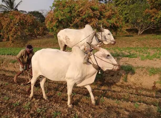 ફોર્મર રજિસ્ટ્રી માટેની છેલ્લી તારીખ ડિસેમ્બર 31, 2024 છે. જો છેલ્લી તારીખ સુધીમાં નોંધણી પૂર્ણ નહીં થાય તો ખેડૂતોને PM કિસાન સન્માન નિધિનો વાર્ષિક 6000 રૂપિયાનો લાભ નહીં મળે.