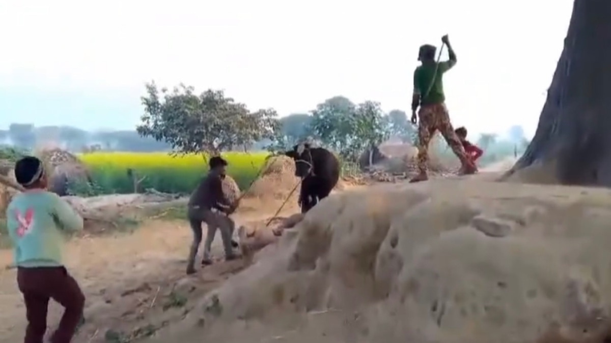 फिरोजाबाद में गोवंश को रस्सी से बांधकर बरसाए लाठी-डंडे, लड़खड़ाकर गिर पड़ा सांड, केस दर्ज