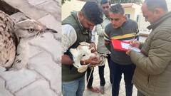 राजस्थान के जालौर में मिला दुर्लभ विदेशी पक्षी 'तिलोर', अबूधाबी का लगा है टैग, गांव में मचा हड़कंप