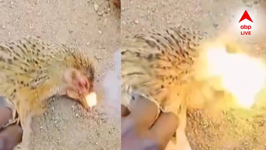 Viral Video Dead chicken mysteriously emit fire from mouth Viral Video: এ কী দৃশ্য! মরা মুরগির মুখ দিয়ে গলগল করে বেরচ্ছে আগুন! আজব ভিডিও ভাইরাল