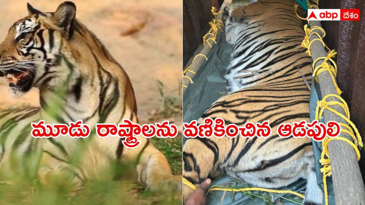 Tigrer Tension: 21 రోజుల్లో 300 కి.మీ - 3 రాష్ట్రాలను హడలెత్తించిన పులిని బంధించిన అధికారులు