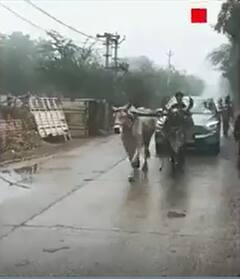 बीच सड़क इलेक्ट्रिक कार ने दिया धोखा तो बैलों को संभालना पड़ा मोर्चा! | ABP NEWS SHORTS