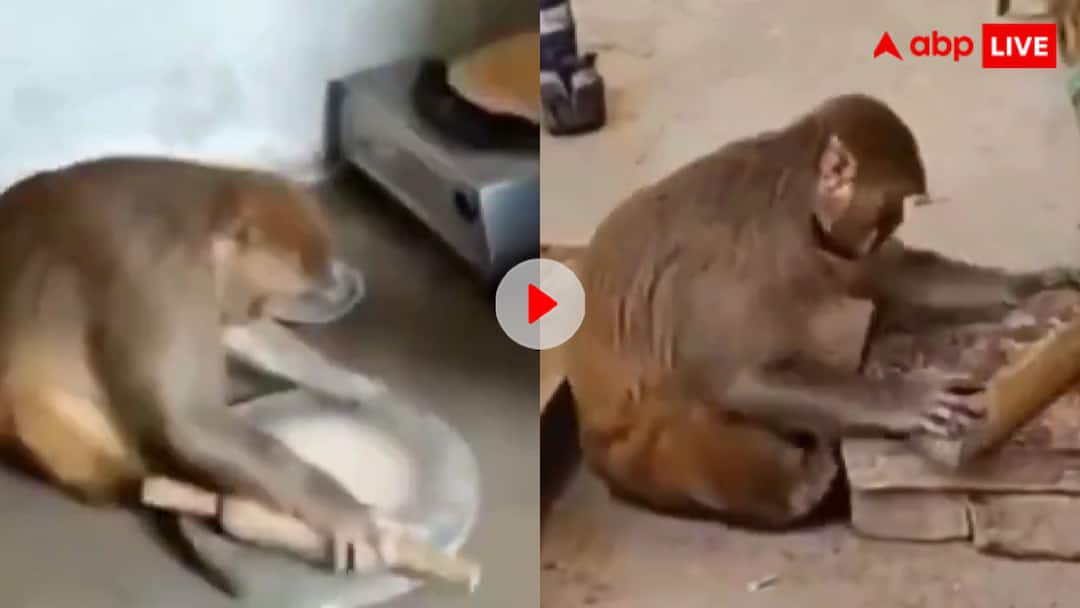 रायबरेली की बंदर करती है घर के सारे काम, नाम है रानी, ​​वीडियो वायरल | आटा धोने से लेकर रोटियां बेलने तक… हर काम करता है ये बंदरिया, लोग बोले