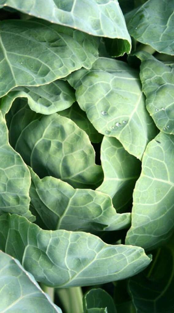 क्या पत्ता गोभी खाने से वाकई हो सकती है मौत?