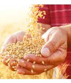 Ration Card New Rules: ਨਵੇਂ ਸਾਲ ਤੋਂ ਮੁਫਤ ਅਨਾਜ ਸਣੇ ਮਿਲਣਗੇ 1000 ਰੁਪਏ! ਸਰਕਾਰ ਵੱਲੋਂ ਆਮ ਜਨਤਾ ਨੂੰ ਖਾਸ ਤੋਹਫਾ...