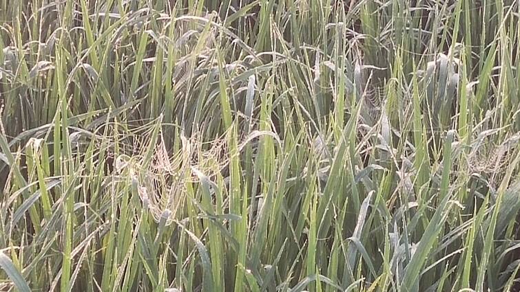 Thanjavur news Alakudi area spraying of samba crops is busy tnn ஆலக்குடி பகுதியில் சம்பா சாகுபடி பயிர்களுக்கு மருந்து தெளிக்கும் பணிகள் மும்முரம்