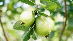 শুধুই উপকার নয়, পেয়ারা পাতা খেলে কিন্তু হতে পারে অনেক বিপদ, কেন সতর্ক থাকবেন?