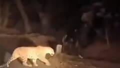 Telangana: Leopard Spotted Crossing Highway In Dilawarpur, Triggers Panic Among Motorists — Video