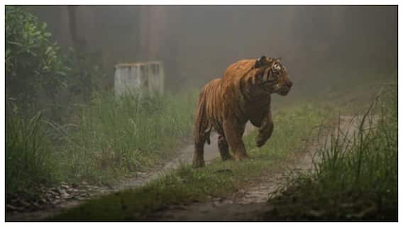 Tiger Attack News: కొమ్రంభీమ్ జిల్లాలో భయపెట్టిన మగ పులిని బంధించిన అధికారులు