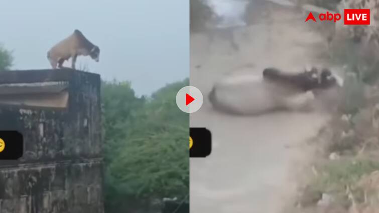 सोशल मीडिया पर एक सांड का वीडियो वायरल हो रहा है जिसमें एक सांड छत से कूदकर आत्महत्या कर रहा है