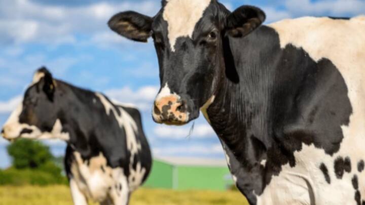 हिल्डा का जन्म IVF तकनीक से हुआ था, जिससे अधिक हरित प्रजाति के मवेशी पैदा हुए, जो कम मीथेन उत्सर्जित करते हैं. बता दें कि गायें बहुत अधिक गैस उत्पन्न करती हैं.