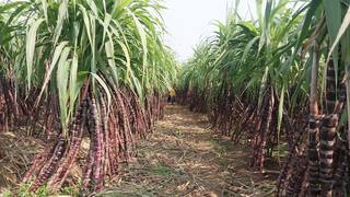 பொங்கலோ பொங்கல்...  செங்கரும்பு அறுவடையில் விவசாயிகள் மும்முரம்