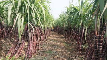 Thanjavur Farmers are busy harvesting sugarcane for pongal festival - tnn பொங்கலோ பொங்கல்...  செங்கரும்பு அறுவடையில் விவசாயிகள் மும்முரம்