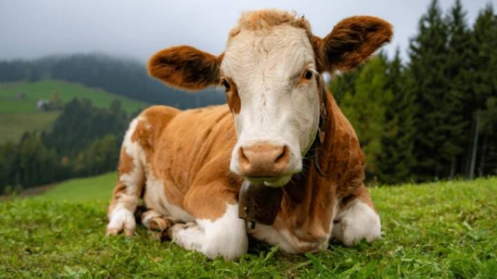 हिल्डा बछड़े को लैंगहिल हर्ड में विकसित किया गया, जिसकी स्थापना पहली बार 1970 के दशक के प्रारंभ में हुई थी. यह दुनिया की सबसे लंबे समय से चल रही पशुधन आनुवंशिकी परियोजना है.