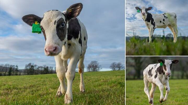 गायों की डकार से निकलने वाली जहरीली मीथेन गैस ग्रीनहाउस गैस है, यानी वही गैस जिसके कारण धरती लगातार गर्म हो रही है.