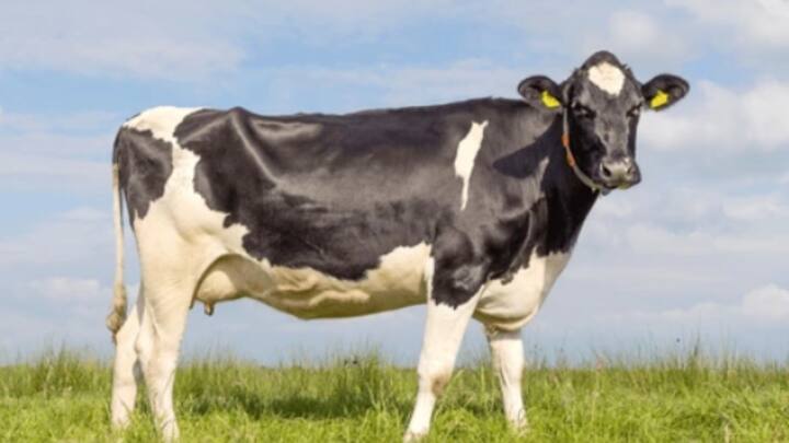 अब स्कॉटलैंड के वैज्ञानिकों ने एक ऐसी गाय के बछड़े को विकसित किया है, जो दुनिया को तबाही से बचाने में सक्षम होगा.