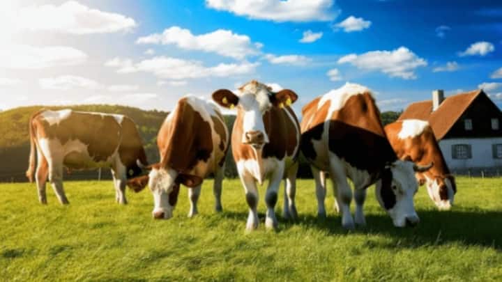 नासा से जुड़े वैज्ञानिक पर्यावरण की क्षति में गायों को भी जिम्मेदार मान रहे हैं. असल में गायों की डकार से जहरीली मीथेन गैस निकल रही है.