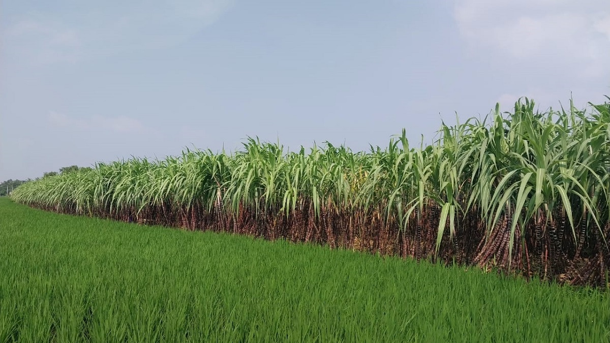 பொங்கலோ பொங்கல்...  செங்கரும்பு அறுவடையில் விவசாயிகள் மும்முரம்