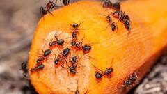 Science News: বছরভর হেঁশেলে আনাগোনা, শীত এলেই কেন গায়েব হয়ে যায় পিঁপড়ের দল?