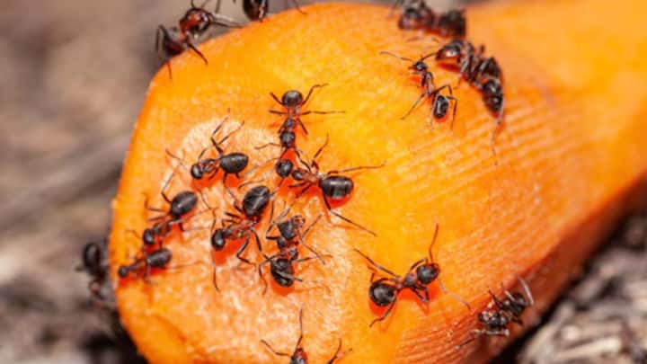 চিনির একটা দানা, খাবারের একটা টুকরো দেখলেই হল। হেঁশেল থেকে ঠাকুরঘর, সর্বত্র বিচরণ তাদের।