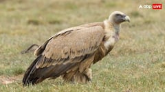 निमेसूलाइड पर क्यों लगाया गया बैन, किस यूज में आती थी ये दवाएं