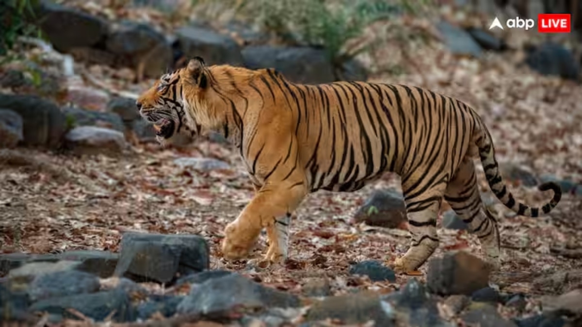 अलवर में घर की रसोई में घुसा सरिस्का रिजर्व का टाइगर, कड़ी मेहनत के बाद ऐसे किया गया रेस्क्यू