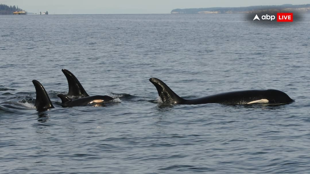 Killer Whale Tahlequah Who Pushed Dead Calf For 'Record' 17 Days In 2018 Loses Another Calf 'Devastating': As This Orca Mom Loses Second Calf, Scientists Call It Tremendous Blow