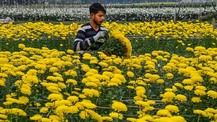 আলিপুর আবহাওয়া দফতর সূত্রে খবর, আজ শহরের সর্বোচ্চ এবং সর্বনিম্ন তাপমাত্রা স্বাভাবিকের নীচে থাকবে।