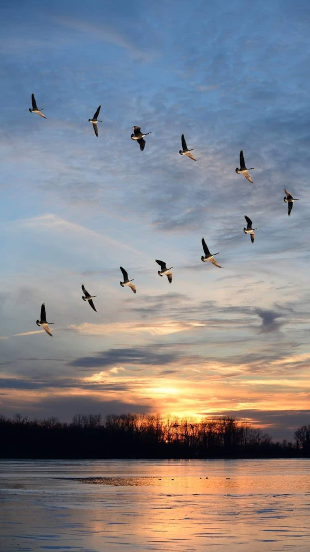 10 Birds With The Most Fascinating Migration Journeys Across Continents 10 Birds With The Most Fascinating Migration Journeys Across Continents