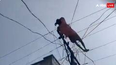 इसे कहते हैं मौत के बिस्तर में सोना...शराब के लिए नहीं मिले पैसे तो बिजली की तारों पर सो गया शख्स