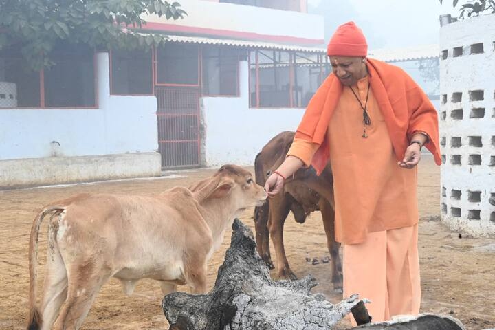 मुख्यमंत्री योगी आदित्यनाथ ने इसके पहले गोरखनाथ मंदिर में विधि-विधान से गुरु गोरखनाथ और अन्य मंदिरों में भी पूजा-अर्चना किया. इसके बाद में मंदिर परिसर में भ्रमण करने के बाद गौशाला पहुंचे और वहां पर गौ सेवा की. उन्होंने गाय को गुड़ और बिस्कुट खिलाया और दुलार किया.