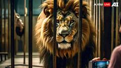 प्यार अंधा ही नहीं मूर्ख भी होता है, गर्लफ्रेंड के लिए शेर के बाड़े में कूदा शख्स, टुकड़ों में बाहर आई लाश